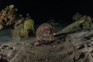 Pulpo rey del camuflaje en el mar Rojo, Eilat, Israel foto