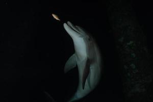 Dolphin swimming in the Red Sea, Eilat Israel photo