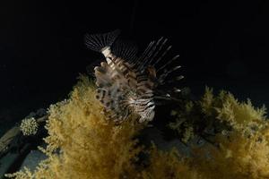 Lion fish in the Red Sea colorful fish, Eilat Israel photo