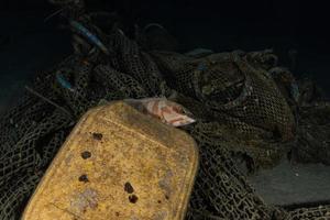 Fish swim in the Red Sea, colorful fish, Eilat Israel photo