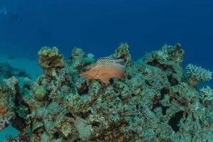 Fish swim in the Red Sea, colorful fish, Eilat Israel photo