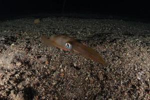 Squid in the Red Sea Colorful and beautiful, Eilat Israel photo