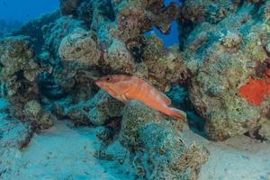 Fish swim in the Red Sea, colorful fish, Eilat Israel photo