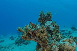 Coral reef and water plants in the Red Sea, Eilat Israel photo