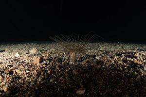 Coral reef and water plants in the Red Sea, Eilat Israel photo