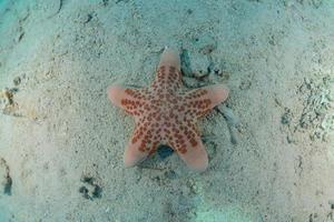 Starfish On the seabed in the Red Sea, Eilat Israel photo