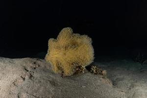 Coral reef and water plants in the Red Sea, Eilat Israel photo