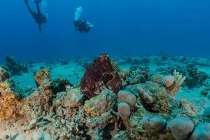 Octopus king of camouflage in the Red Sea, Eilat Israel photo