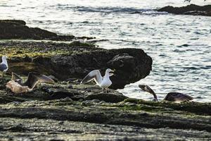 Birds on Laguna Beach CA - Dec 2018 photo