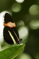 A nice butterfly on a tree branch photo