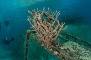 Coral reef and water plants in the Red Sea, Eilat Israel photo