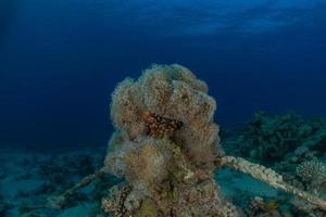 Coral reef and water plants in the Red Sea, Eilat Israel photo