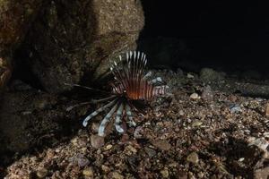 Lion fish in the Red Sea colorful fish, Eilat Israel photo