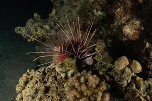 Lion fish in the Red Sea colorful fish, Eilat Israel photo