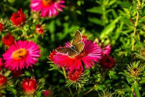 fotografía al tema hermosa mariposa negra monarca