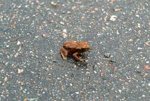 Photography to theme beautiful brown frog amphibian photo