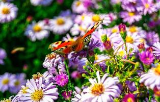 Photography to theme beautiful black butterfly Monarch photo