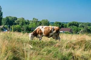 fotografía sobre el tema hermosa gran vaca lechera