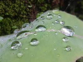 Close up of droplets on green leaf photo