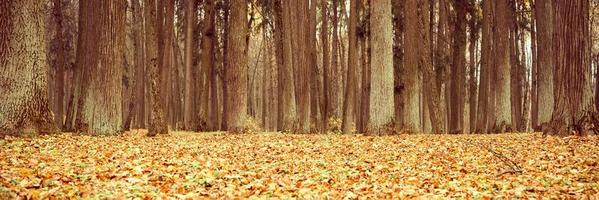 autumn park forest fall foliage photo