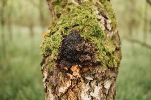 chaga mushroom birch tree fungus alternative medicine foraged photo