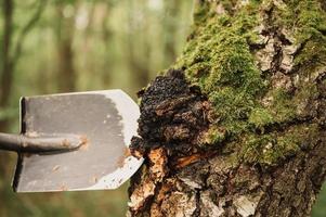 chaga mushroom birch tree fungus alternative medicine foraged photo