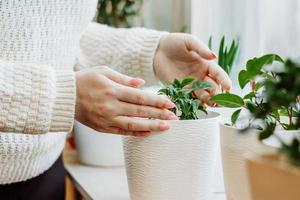 Woman caring for house plants in pots photo