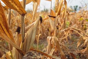 Ears of corn forage in the corn field photo