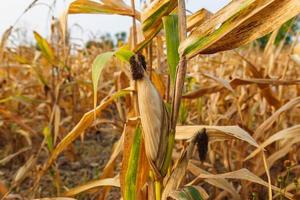 Ears of corn forage in the corn field photo