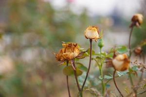 Dry rose buds on the rose tree photo