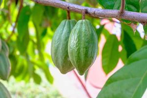 Raw cacao pods and cocoa fruit trees in the cocoa plantation. photo