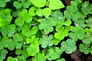 Natural green background with fresh green clover leaves. Spring and summer theme. Shamrock in the forest. St Patrick day background, holiday symbol. Macro photo of nature plant green clover