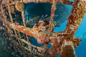 Lion fish in the Red Sea colorful fish, Eilat Israel photo