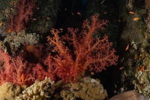 Arrecifes de coral y plantas acuáticas en el mar rojo, eilat israel foto