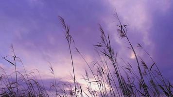 cielo al atardecer y plantas tomadas en japón video