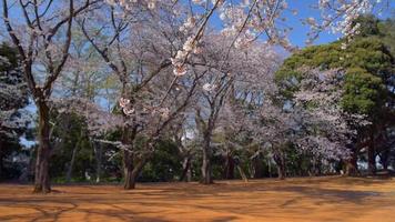 fiori di ciliegio in un parco giapponese video