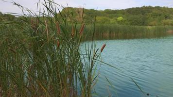 Japanese broadleaf cattail video