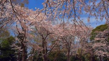 fleurs de cerisier dans un parc japonais video