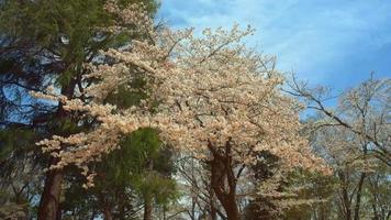 fleurs de cerisier dans un parc japonais video