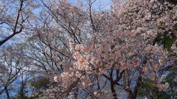 Cherry blossoms in a Japanese park video