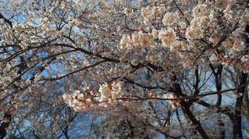 Cherry blossoms in a Japanese park video