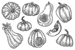 calabazas dibujo ilustración vectorial. colección de grabado de verduras de cosecha de otoño para halloween y diseño de acción de gracias. Conjunto de elementos aislados de agricultura y granja dibujados a mano. vector