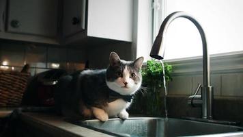 Cinemagraph foto-movimiento de un gato bebiendo agua del grifo video