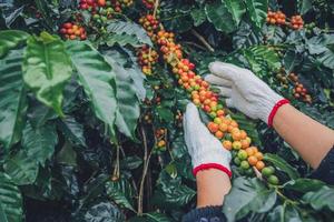 árbol de café con granos de café en la plantación de café, cómo cosechar los granos de café. trabajador cosecha granos de café arábica. foto