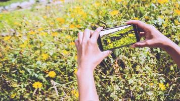 mano de mujer captura de fotografía de flores de teléfono móvil cosmos sulphureus. en el jardín de flores de la montaña. tailandia foto