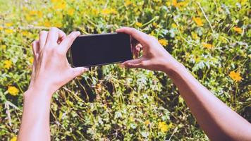 Woman hand catching mobile phone Flower Photography Cosmos sulphureus. In the flower garden on the mountain. Thailand photo