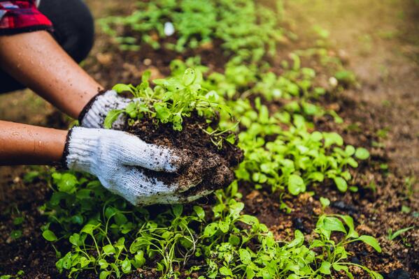 Garden Stock Photos, Images and Backgrounds for Free Download