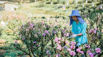 Female farmer workers are working in the apricot tree garden, Beautiful pink apricot flowers.