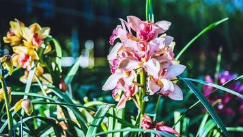 flor de la orquídea del cymbidium en el jardín en invierno en chiangmai, orquídea del cymbidium del diseño de la postal. foto