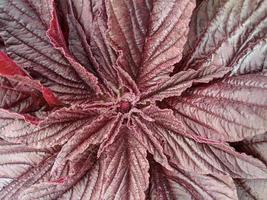 Red amaranth foliage from above photo